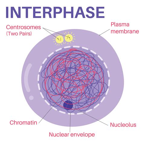 Jul 7, 2019 Before a dividing cell enters mitosis, it undergoes a period of growth called interphase. . What is interphase in cell cycle